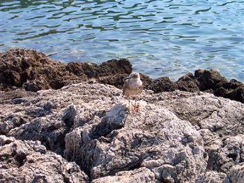 La diomedea, rari uccelli di mare, simbolo della leggenda delle Isole Tremiti. (Verio e Virginia)